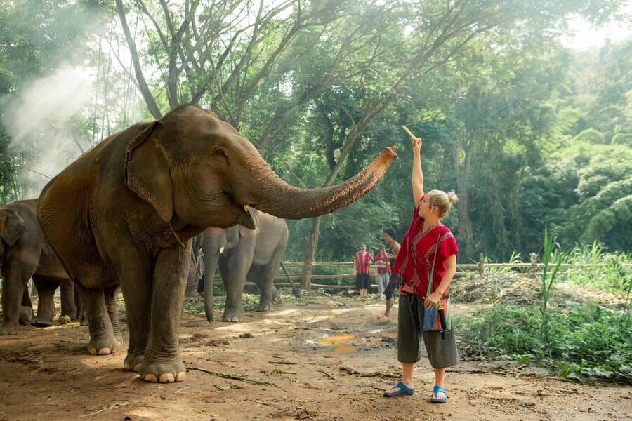 From Chiang Mai: Kerchor Eco Elephant Park Tour - Who will enjoy this half-day outing?