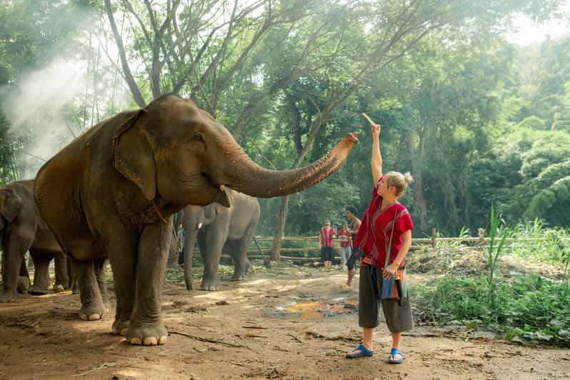 From Chiang Mai: Kerchor Eco Elephant Park Tour - The road from Chiang Mai takes 90 minutes