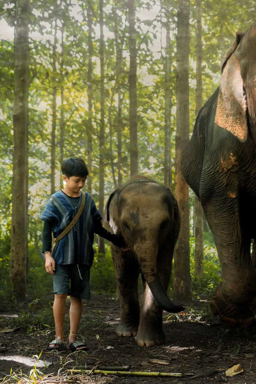 From Chiang Mai: Kerchor Eco Elephant Park Tour - Walking beside elephants instead of riding them