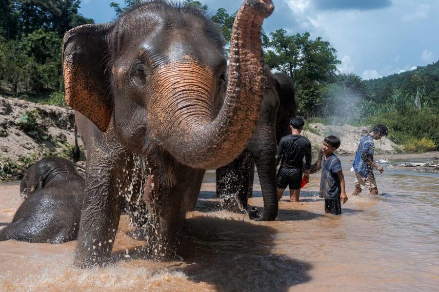 From Chiang Mai: Kerchor Eco Elephant Park Tour - Mud, splashing, and a bath in the stream