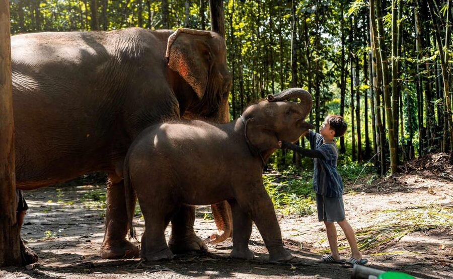 From Chiang Mai: Kerchor Eco Elephant Park Tour - A Thai lunch with a few caveats