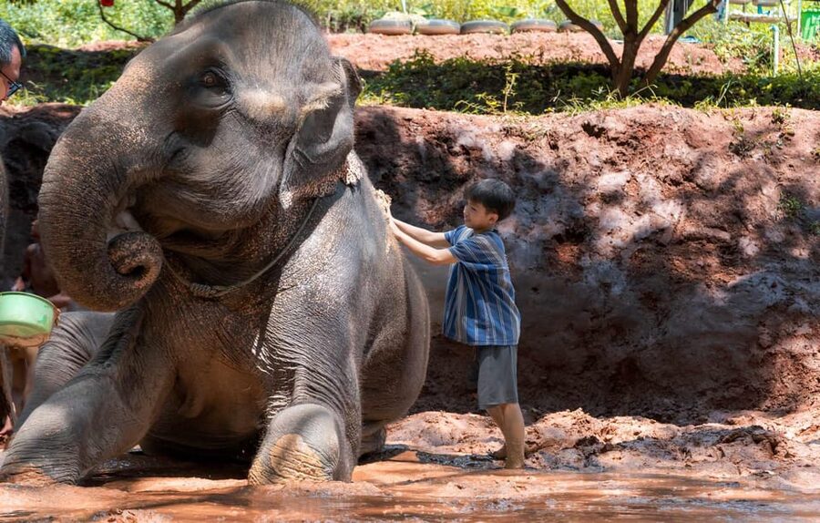 From Chiang Mai: Kerchor Eco Elephant Park Tour - What the guides add to the experience
