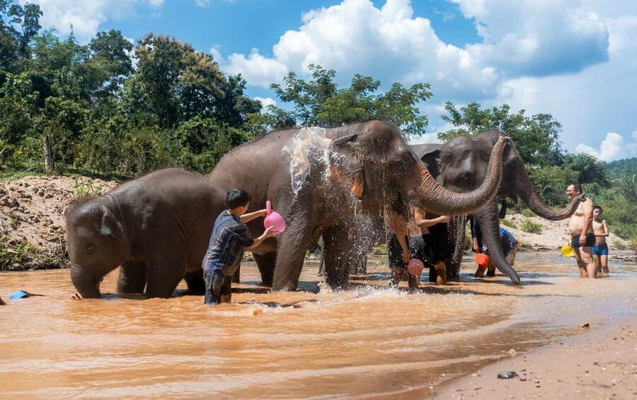 From Chiang Mai: Kerchor Eco Elephant Park Tour - Is $48 a fair price?