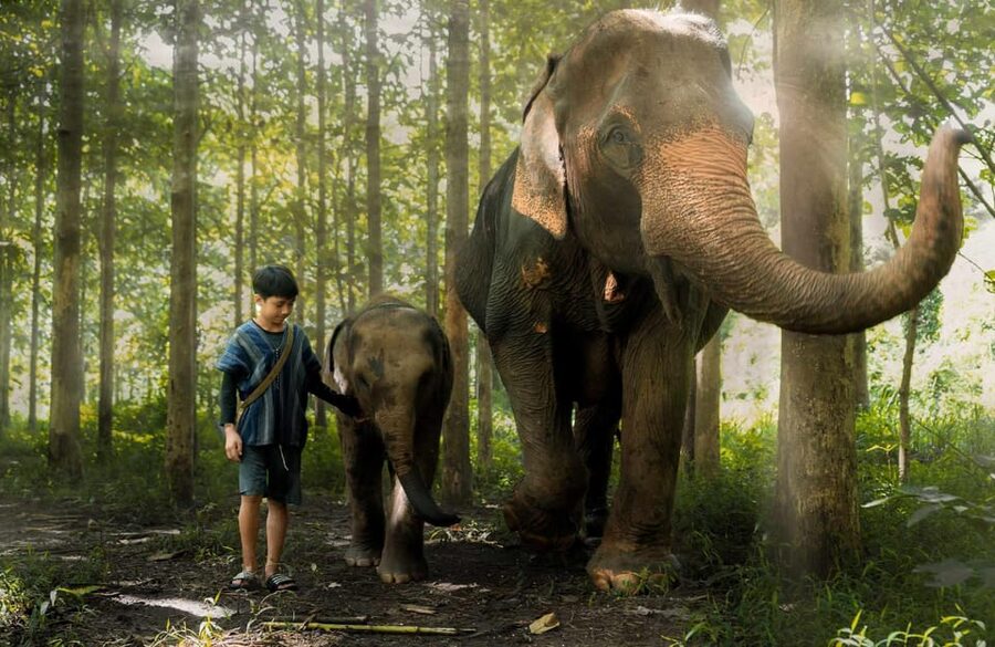 From Chiang Mai: Kerchor Eco Elephant Park Tour - An introduction to elephant care at Kerchor