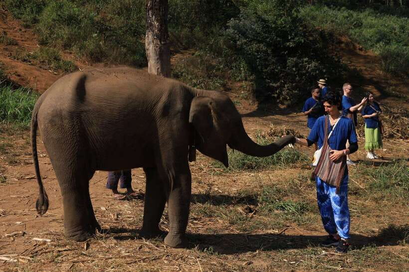 From Chiang Mai: Living Green Elephant Sanctuary Tour - Key points to know before booking