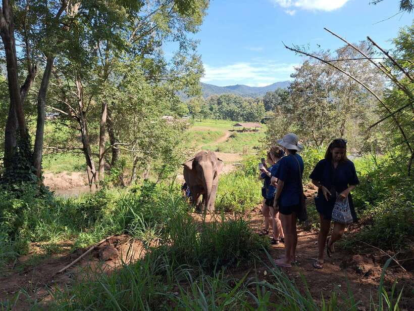 From Chiang Mai: Living Green Elephant Sanctuary Tour - Full-day program: more work, more value