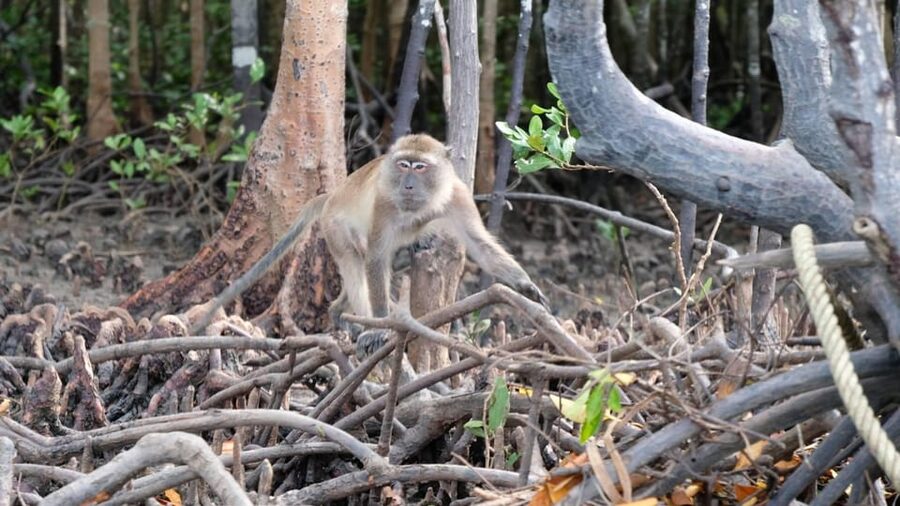 From Ko Lanta: Mangrove Eco-Excursion by Longtail Boat - Practical ways to get more from the four hours