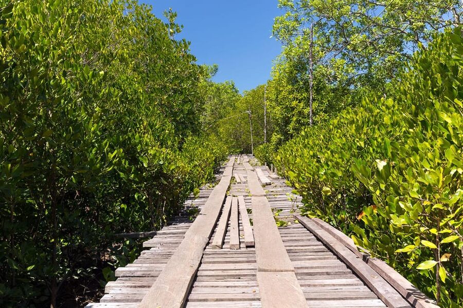 From Ko Lanta: Mangrove Eco-Excursion by Longtail Boat - The fish farm and the conservation message
