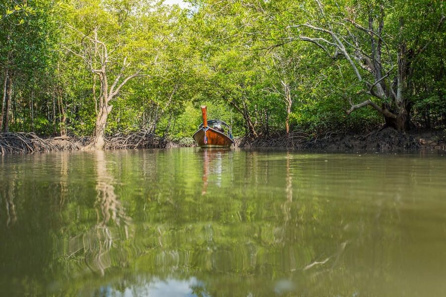 From Ko Lanta: Mangrove Eco-Excursion by Longtail Boat - Who should book this nature outing
