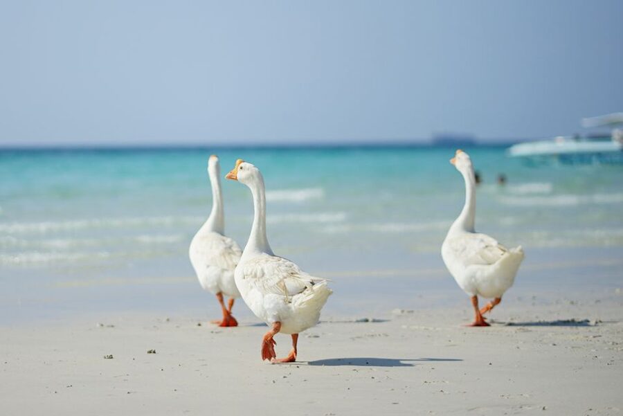 From Pattaya/Bangkok: Island Day Trip with Beach Activities - The Quick Take: What Makes This Day Trip Interesting