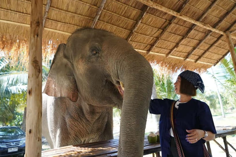 From Pattaya: Living Green Elephant Sanctuary Day Trip - Quick reasons to choose this elephant experience