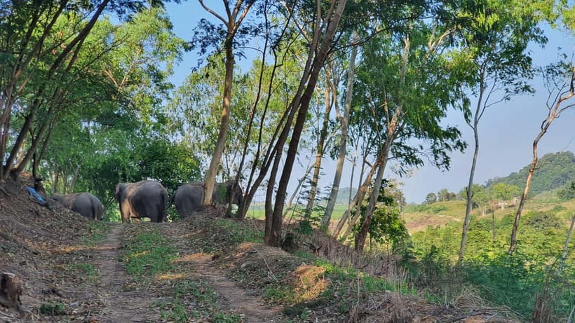 From Pattaya: Living Green Elephant Sanctuary Day Trip - Why the sanctuary’s welfare rules matter