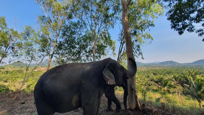 From Pattaya: Living Green Elephant Sanctuary Day Trip - Changing into Mo Hom clothing