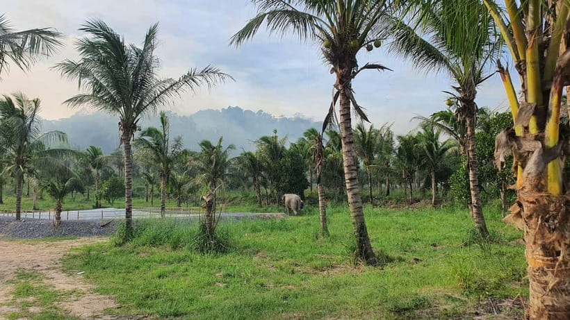 From Pattaya: Living Green Elephant Sanctuary Day Trip - Walking through the 40-acre forest setting