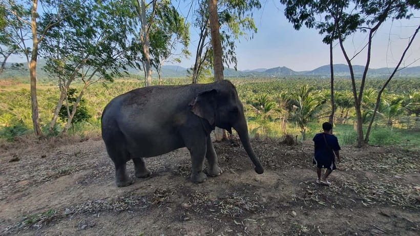 From Pattaya: Living Green Elephant Sanctuary Day Trip - Bathing, mud, and the limits of animal interaction
