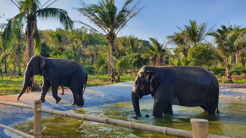 From Pattaya: Living Green Elephant Sanctuary Day Trip - How personal is the experience?
