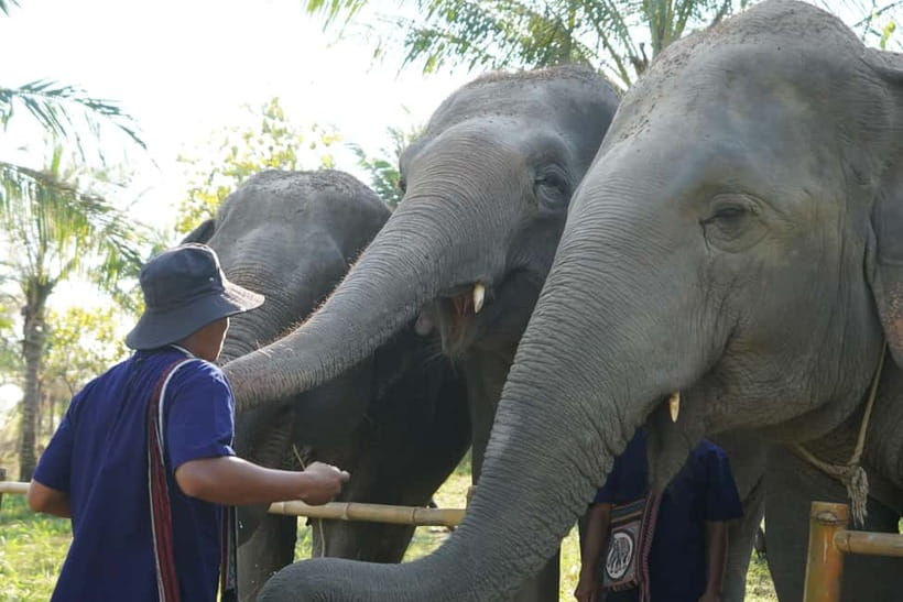 From Pattaya: Living Green Elephant Sanctuary Day Trip - Is $57 a fair price from Pattaya?