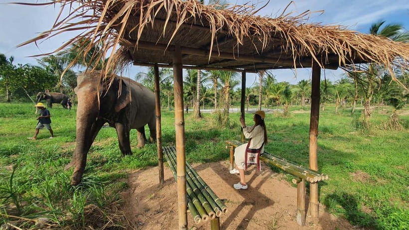 From Pattaya: Living Green Elephant Sanctuary Day Trip - From Pattaya to Chonburi in about 45 minutes