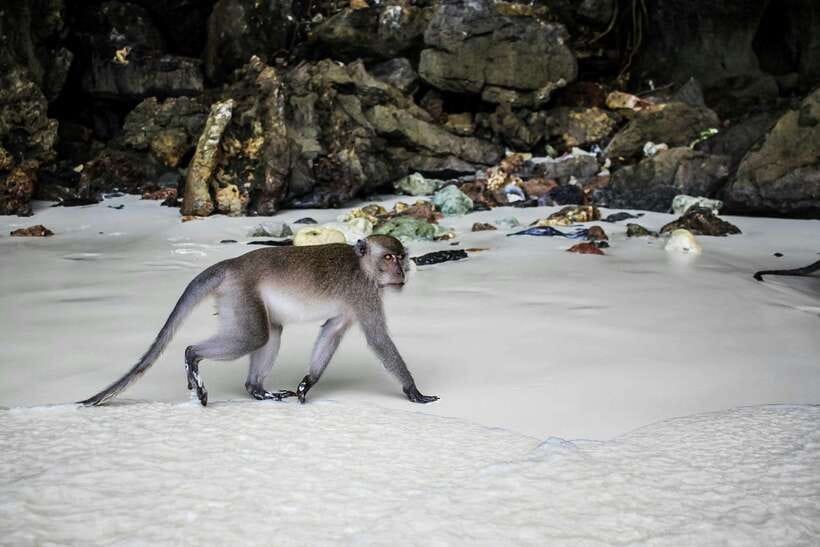 From Phi Phi: Full Day 7 Island Tour by Longtail with Sunset - Monkey Beach and Viking Cave: quick first stops