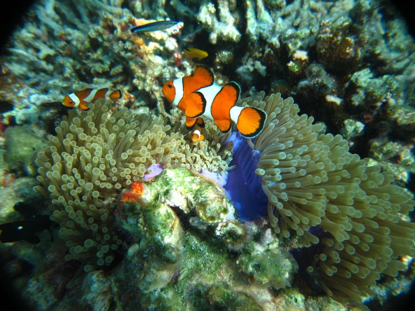 From Phi Phi: Full Day Snorkeling Trip by Longtail Boat - Bamboo Island for sand, sun, and a slower hour