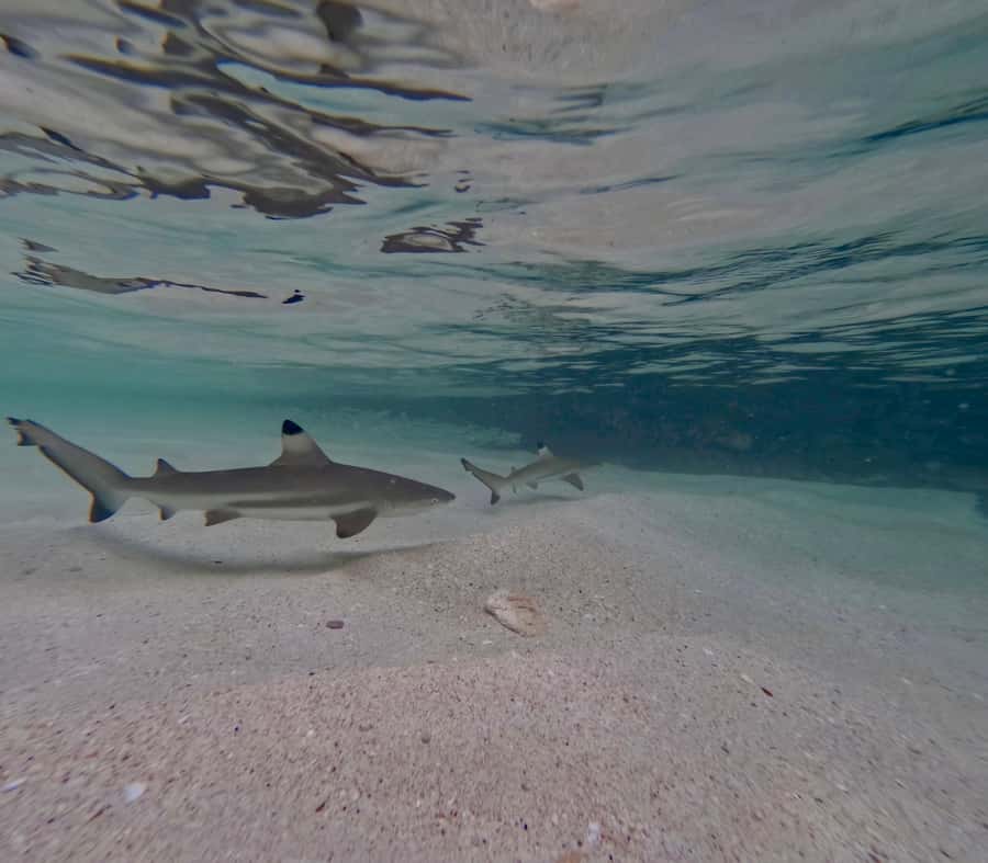 From Phi Phi Island: Maya Bay Sunset & Plankton by Speedboat - Snorkeling for fish, coral, and blacktip reef sharks