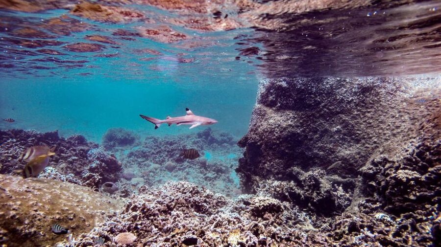 From Phi Phi: Sunrise Maya Bay, Pileh Lagoon Speedboat Tour - Bamboo Island makes the full-day option worthwhile
