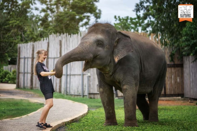 From Phuket: Elephant Jungle Sanctuary Feed and Shower Trip - The visit in six useful points