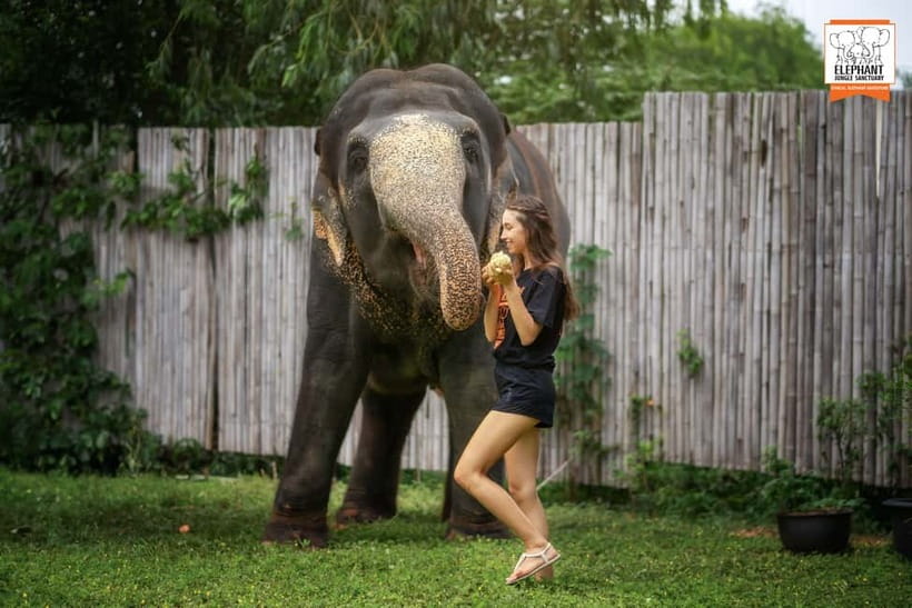 From Phuket: Elephant Jungle Sanctuary Feed and Shower Trip - Arriving at the sanctuary from Phuket
