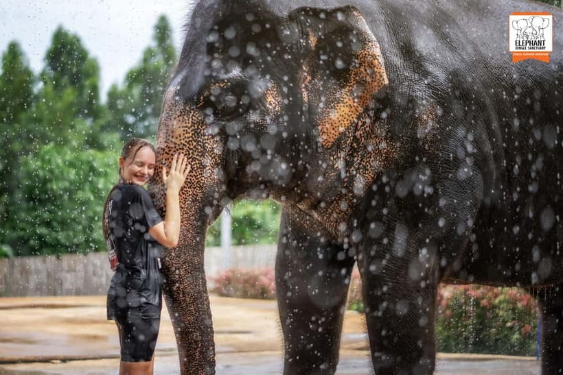 From Phuket: Elephant Jungle Sanctuary Feed and Shower Trip - Feeding the elephants with seasonal fruit