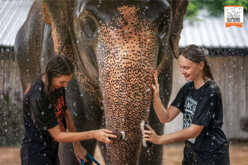 From Phuket: Elephant Jungle Sanctuary Feed and Shower Trip - Start with an introduction, not a photo rush