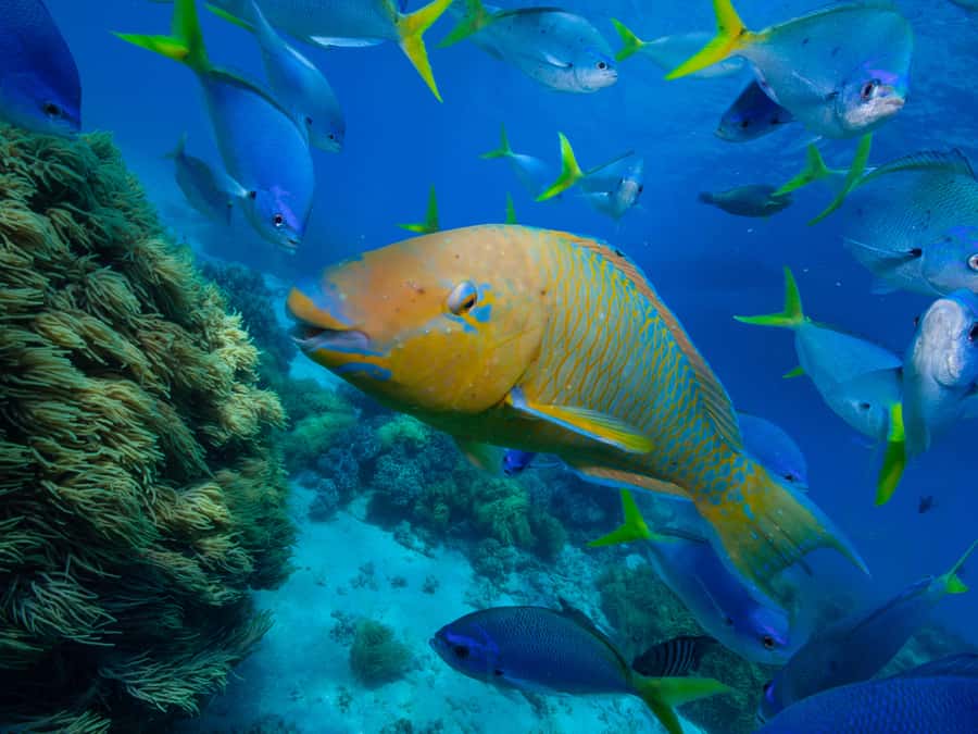 From Samui: Koh Tao and Nangyuan Snorkeling Tour Day Trip - The four details that shape your day