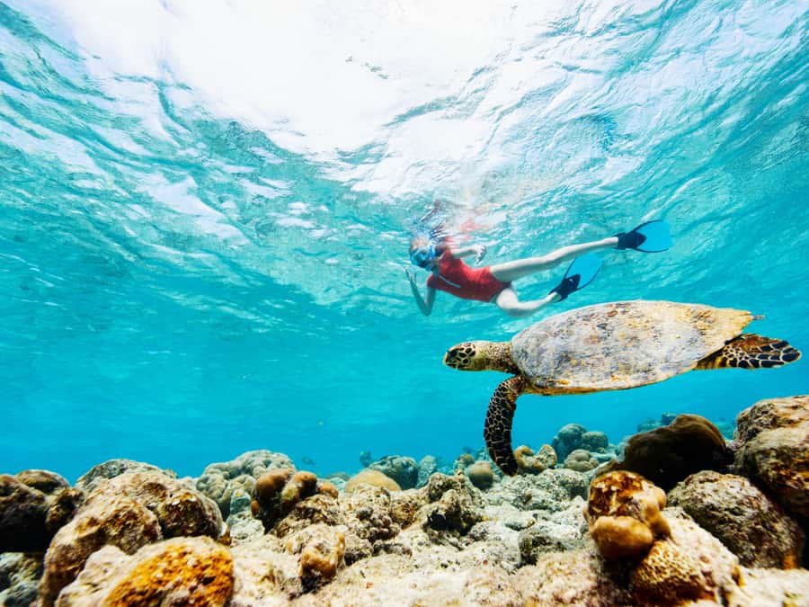 From Samui: Koh Tao and Nangyuan Snorkeling Tour Day Trip - Koh Tao puts the reef first