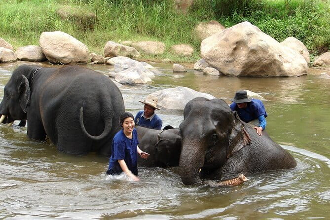 Full Day Elephant Bathing and Bamboo Rafting Tour in Chiang Mai - Feeding elephants beside the Taeng River