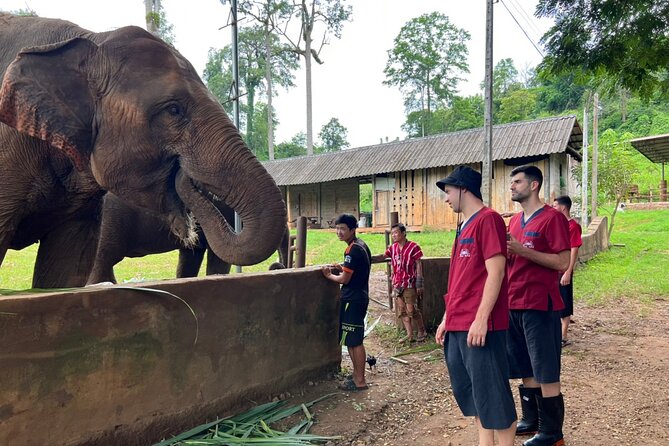 Full Day Experience at Ran-Tong Save & Rescue Elephant Centre - Walking beside elephants in their natural habitat