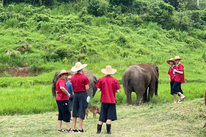 Full Day Experience at Ran-Tong Save & Rescue Elephant Centre - Bathing is optional, not the main event
