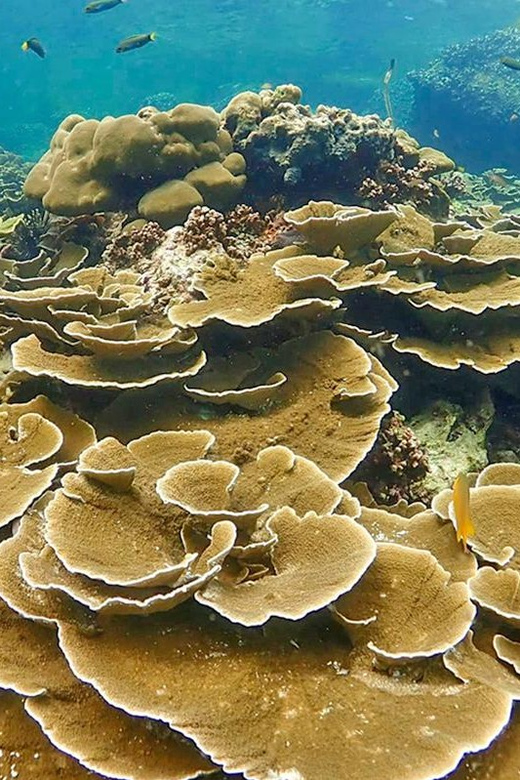Full-Day Koh Lipe 5 points Snorkeling (East Zone) with Lunch - Koh Kra starts the reef day