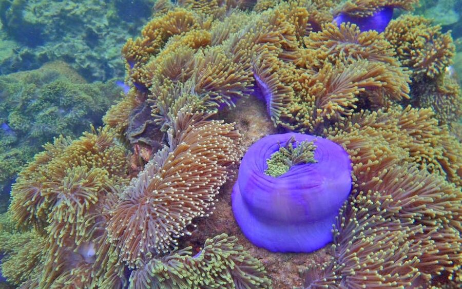Full-Day Koh Lipe 5 points Snorkeling (East Zone) with Lunch - The boat, crew, and guiding style