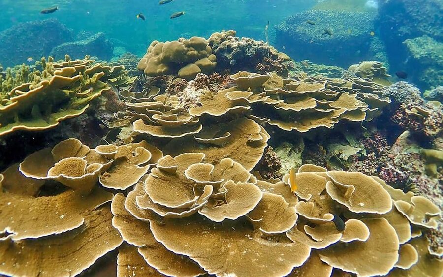 Full-Day Koh Lipe 5 points Snorkeling (East Zone) with Lunch - Hotel pickup makes the morning easy