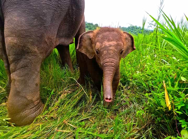 Full-day with CHIANGMAI ELEPHANT CARE and Sticky waterfall - What the $62 day really includes