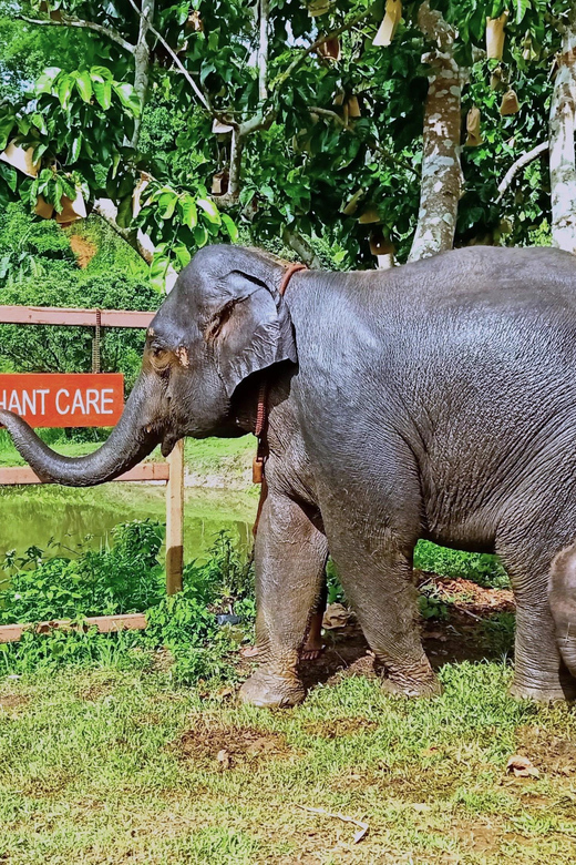 Full-day with CHIANGMAI ELEPHANT CARE and Sticky waterfall - Bathing and brushing in the river