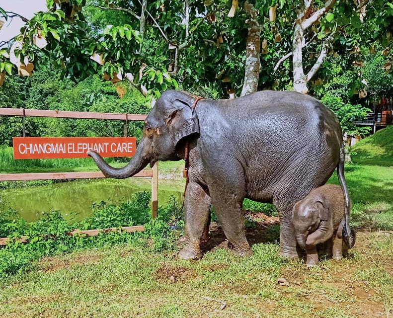 Full-day with CHIANGMAI ELEPHANT CARE and Sticky waterfall - Sticky Waterfall, Chiang Mai’s climbable limestone
