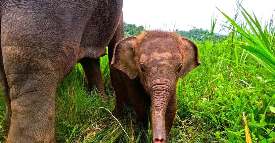 Full-day with CHIANGMAI ELEPHANT CARE and Sticky waterfall - The morning drive from Chiang Mai