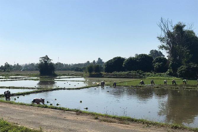 Half-day E-bike Countryside and rice paddies (flat land, GUIDED) - Lunch, snacks, and what is included