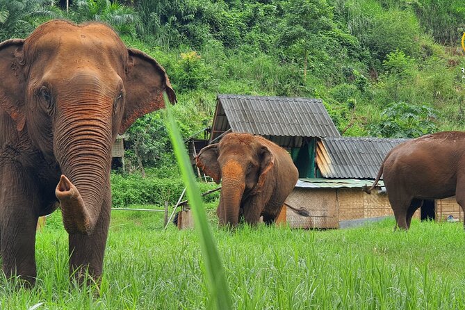 Half-Day Elephant Experience at Rantong - Key points at a glance