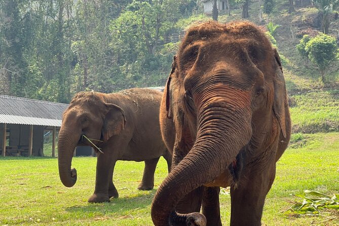 Half-Day Elephant Experience at Rantong - What your five hours at Ran-Tong look like