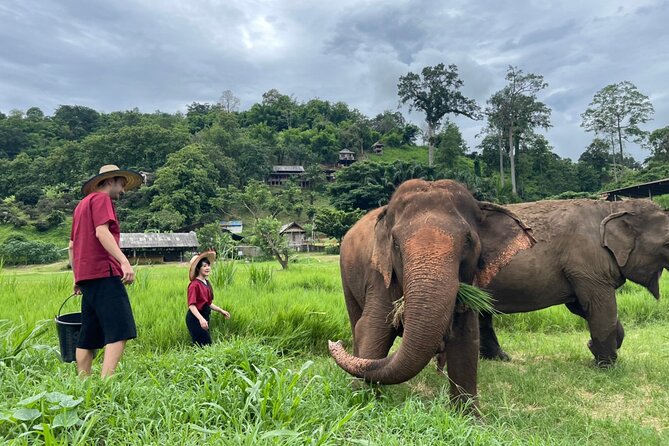 Half-Day Elephant Experience at Rantong - Feeding, walking, and meeting the elephants