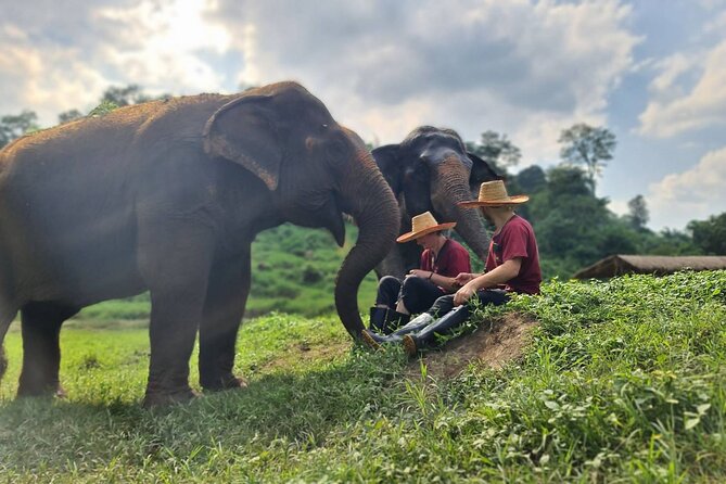 Half-Day Elephant Experience at Rantong - Bathing the elephants, and getting wet yourself