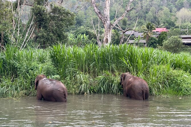 Half-Day Elephant Experience at Rantong - Is $58.70 a fair price?