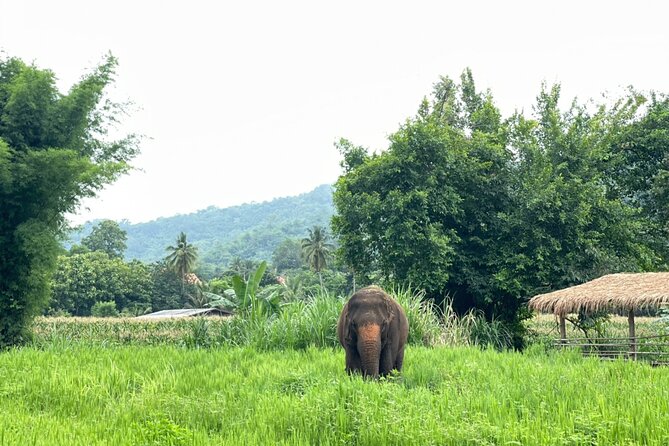 Half-Day Elephant Experience at Rantong - Who will enjoy this half-day visit?