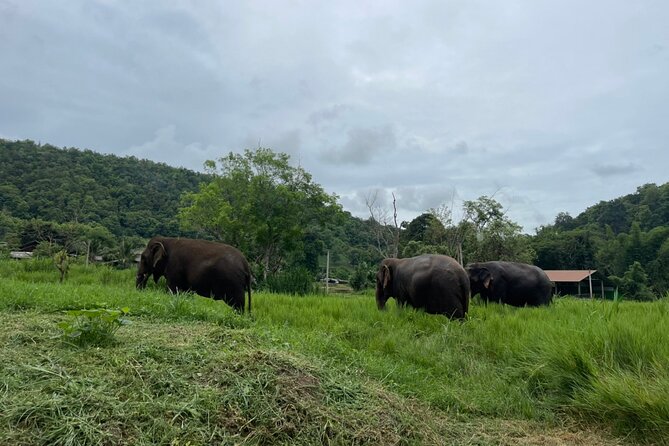 Half-Day Elephant Experience at Rantong - Making vitamins for pregnant, injured, and older elephants
